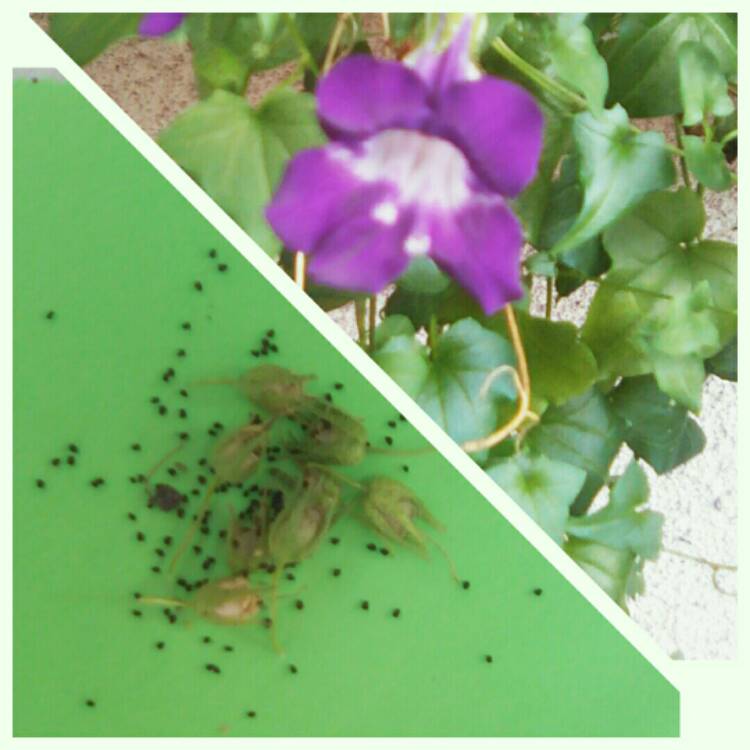 Plant image Asarina Scandens