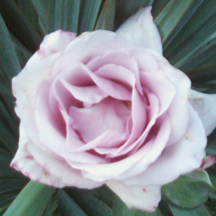 plant image 238577