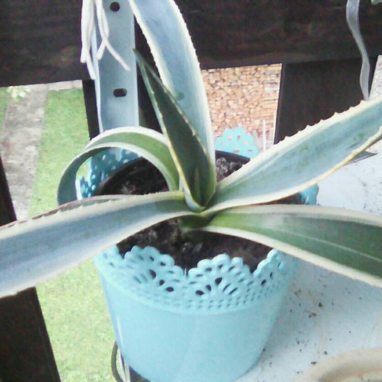 Plant image Agave Americana 'Marginata'