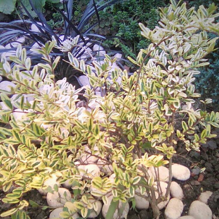 plant image 254880