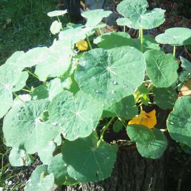 Tropaeolum majus