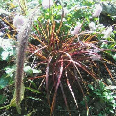 Pennisetum setaceum 'Rubrum'