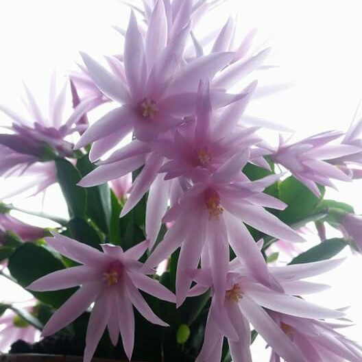 Plant image Rhipsalidopsis rosea