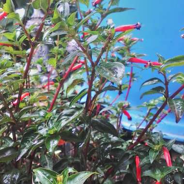 Mexican Cigar Plant