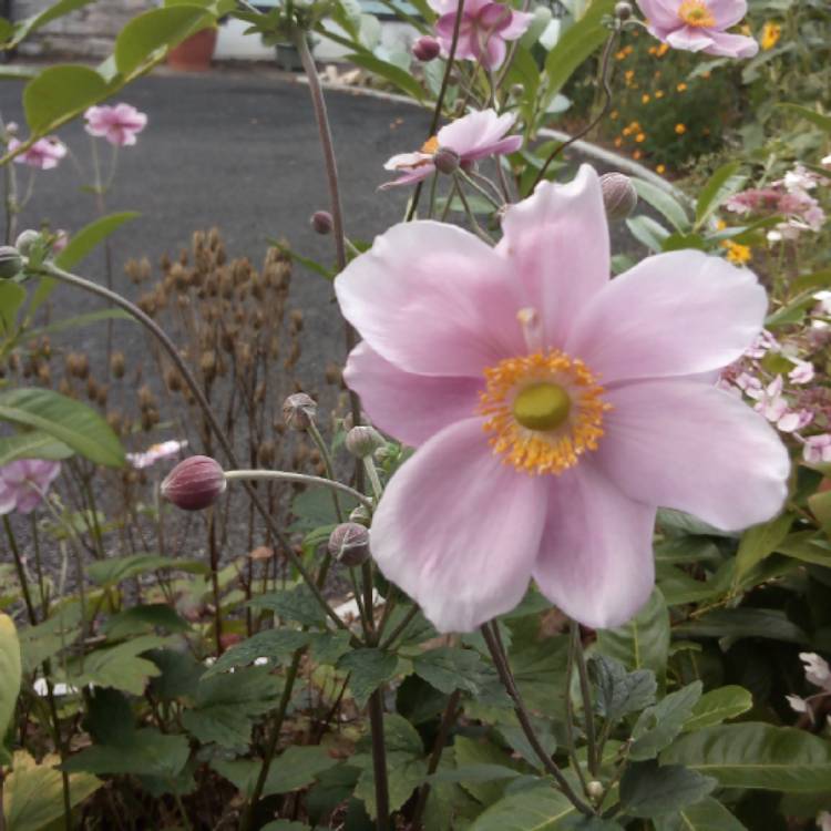plant image 1147748