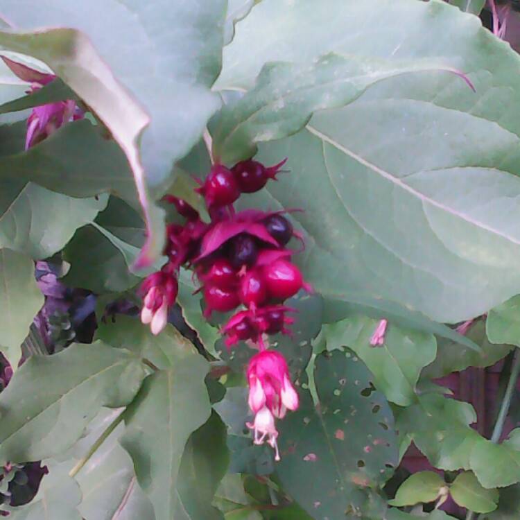 plant image 834472