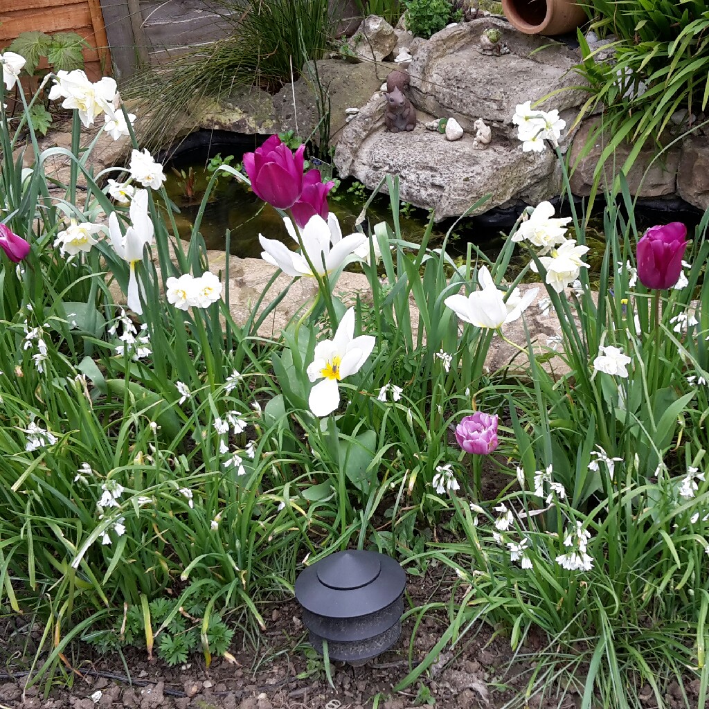 Marie's garden