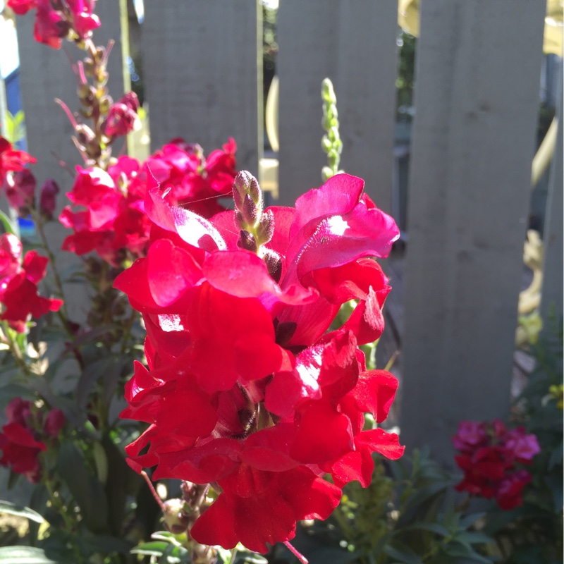 Catherine's garden