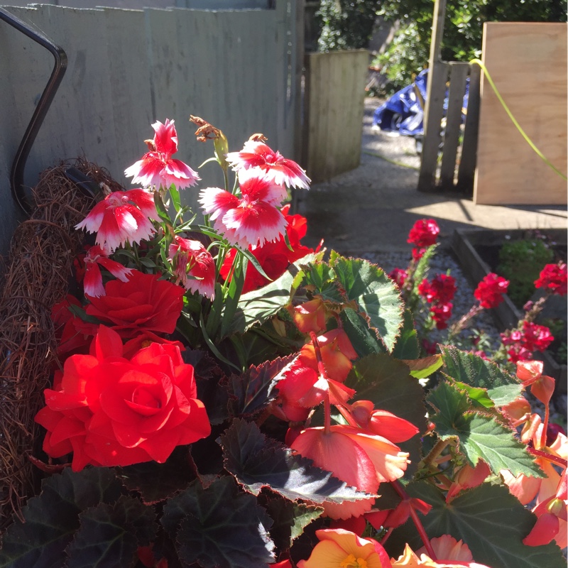 Catherine's garden