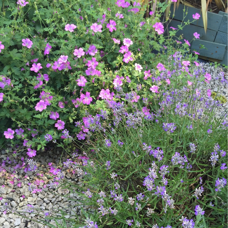 Catherine's garden