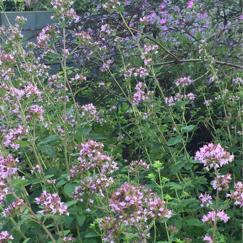 Catherine's garden