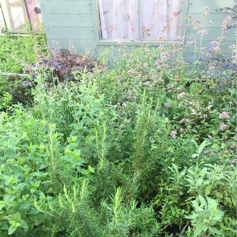 Catherine's garden