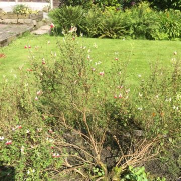 Catherine's garden