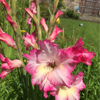 Catherine's garden