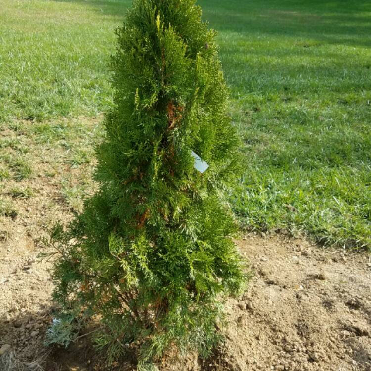 Plant image Thuja occidentalis 'Emerald Green'