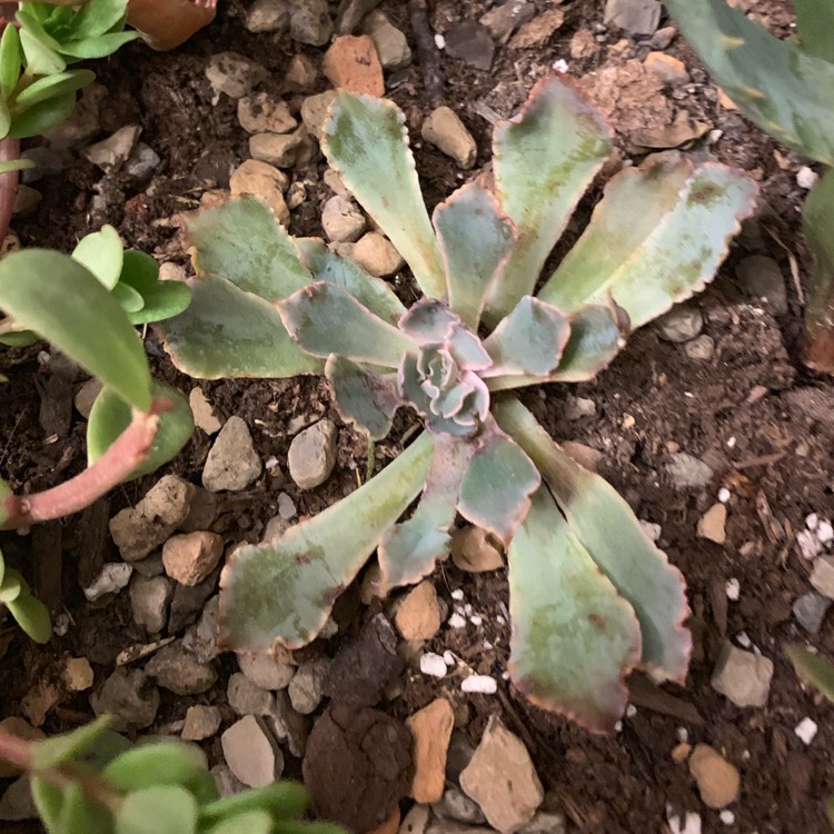 plant image 1200413