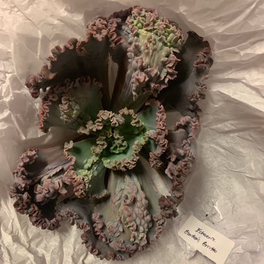 Echeveria Gorgon's Grotto