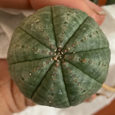 Baseball plant