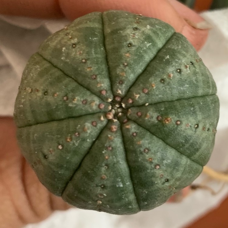 plant image 1206006
