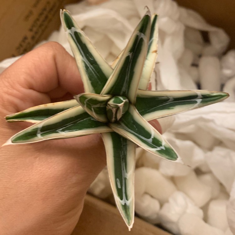 plant image 1206007