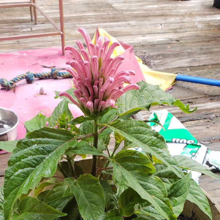 plant image 749178