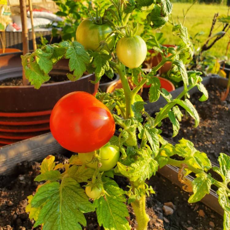plant image 1132282