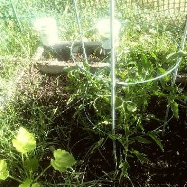 Marlene's garden