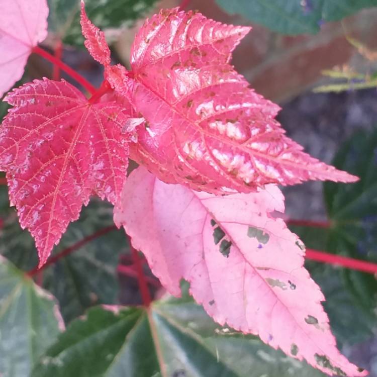 plant image 1070967