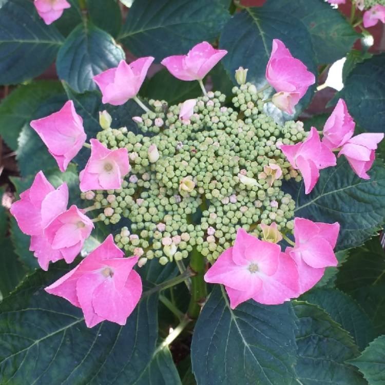 plant image 1103487 plant image 1103487