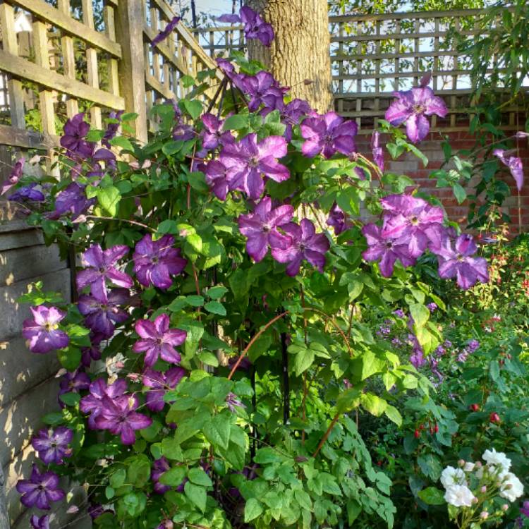 plant image 1113459