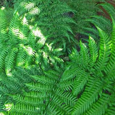 Dicksonia antarctica