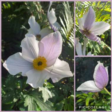Anemone 'Macane001' syn. Anemone 'Wild Swan'