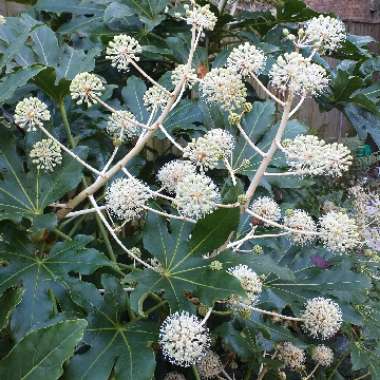 Fatsia japonica  syn. Aralia japonica