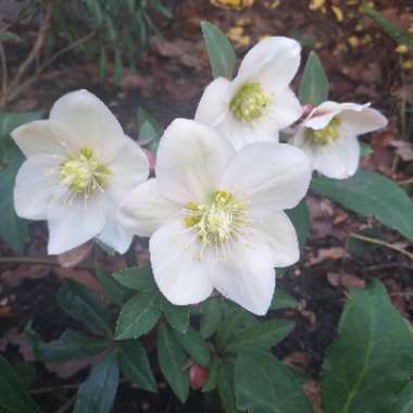 Helleborus