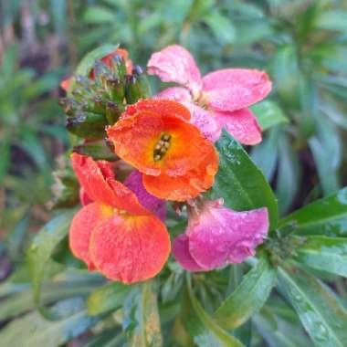 Erysimum 'Innerywinorch' syn. Erysimum 'Winter Orchid'