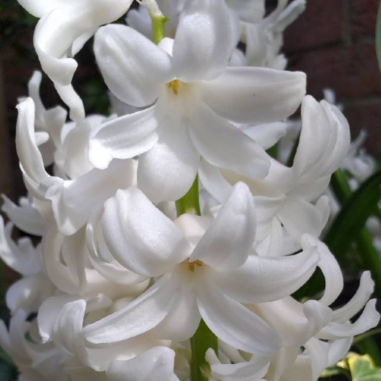 plant image 1249934