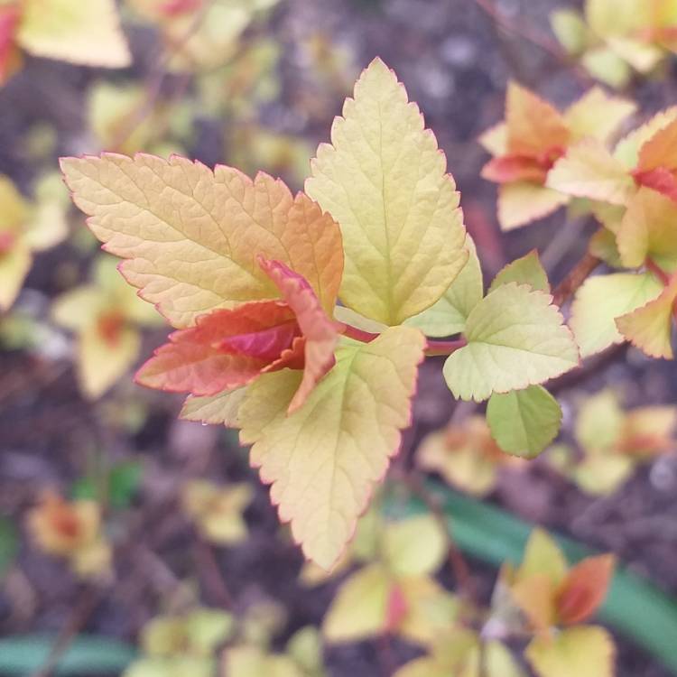 Plant image Spiraea japonica 'Firelight'