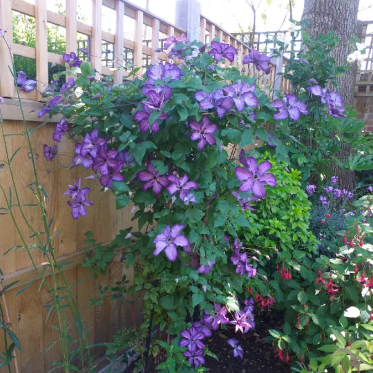 plant image 1343930