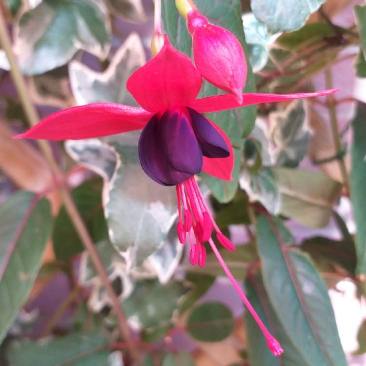Plant image Fuchsia 'Lady Boothby'