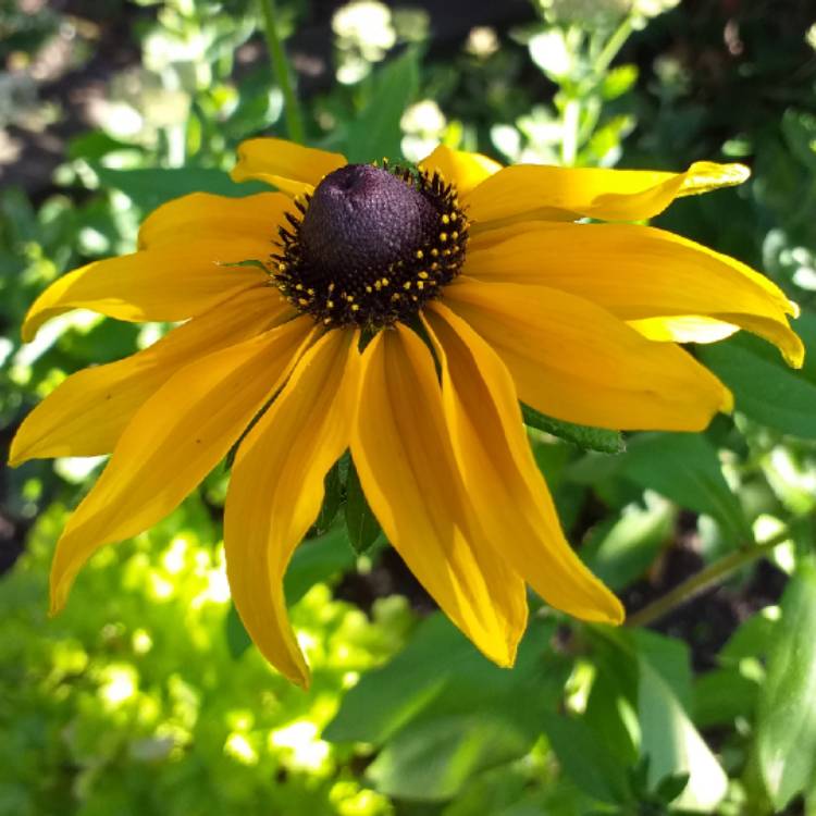 Plant image Rudbeckia hirta 'Rustic Dwarf Mix'