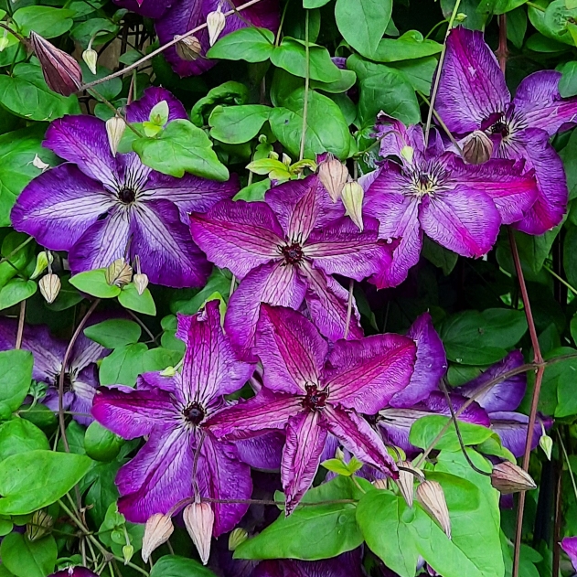plant image 1503716