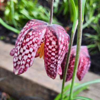 Snake's Head Fritillary
