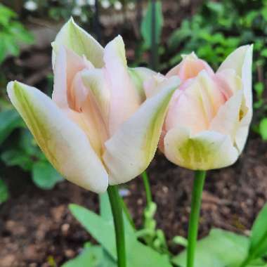 Tulip