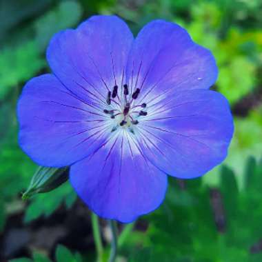 Cranesbill 'Rozanne'