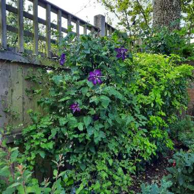 Clematis 'Super Nova'