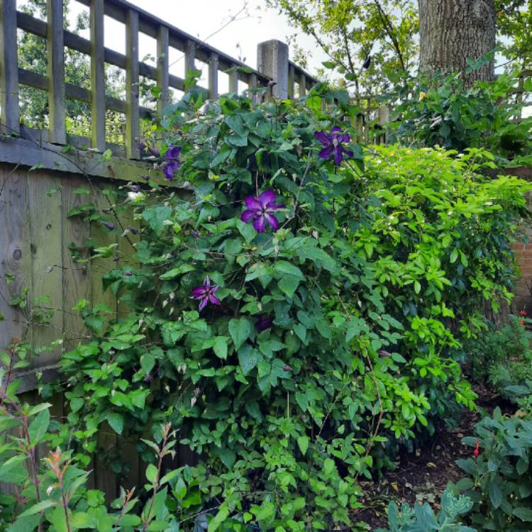 plant image 1673464