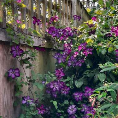 Clematis 'Super Nova'