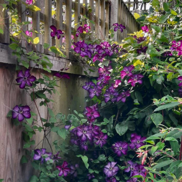 plant image 1680097