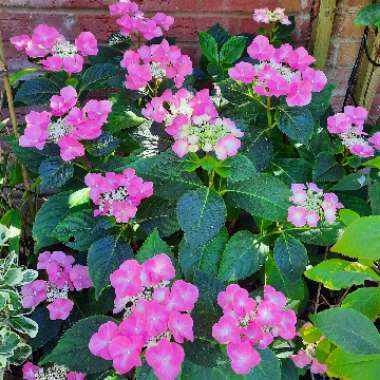 Hydrangea