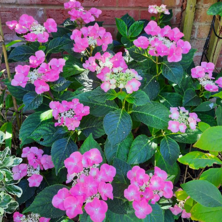 plant image 1682415 plant image 1682415